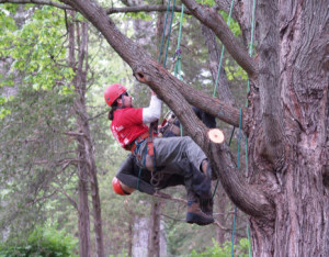 CT Tree Climbing Competition - rescue