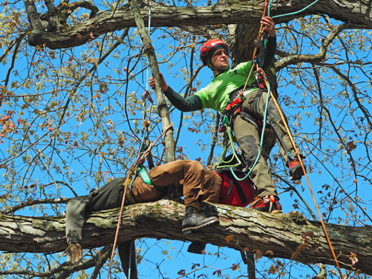 Connecticut Tree Climbing Competition Crowns 2019 Champions - CTPA ...