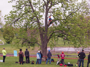 Connecticut Tree Climbing Competition Colt Park, Hartord May 7, 2016