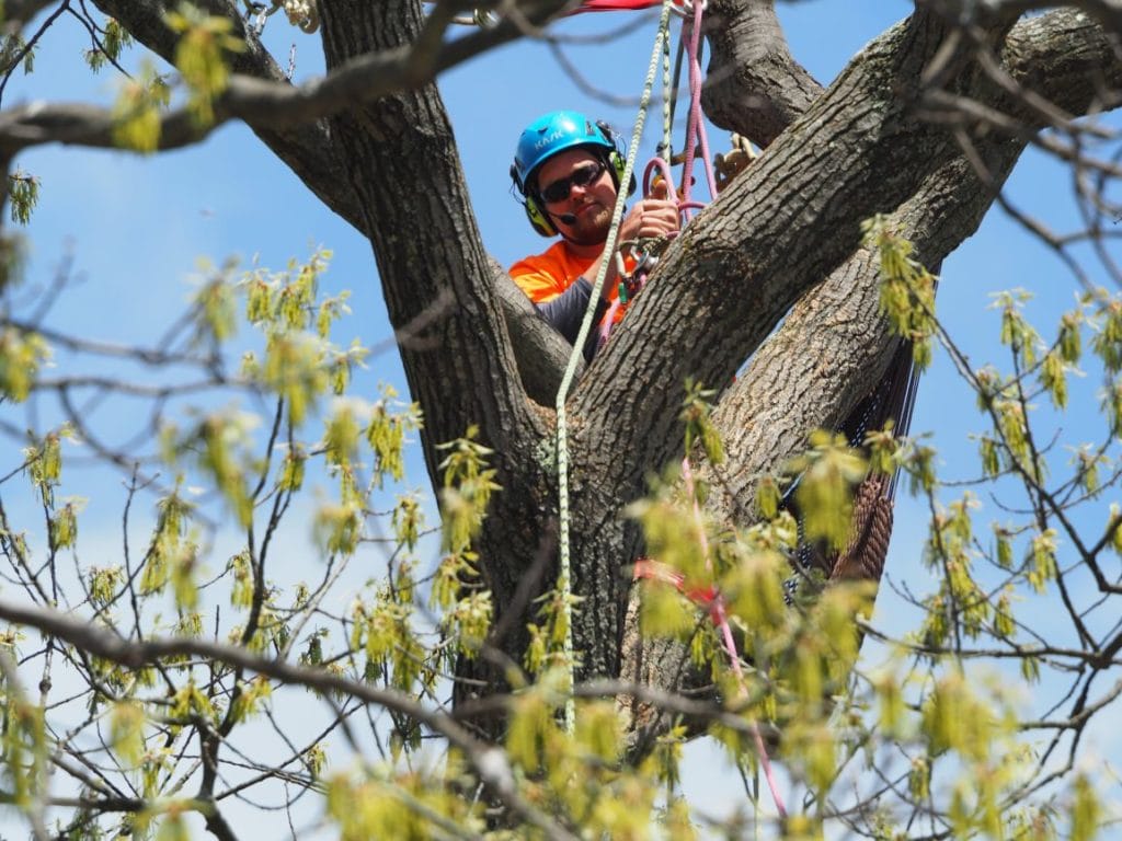 2018 CT TREE CLIMBING COMPETITION A SUCCESS! - CTPA (Connecticut Tree ...