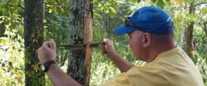 Peeling the bark on an infested ash tree to reveal emerald ash borer larvae.