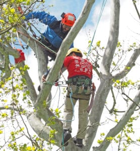 volunteer in tree assists competitor before his climb