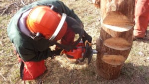 train for being safe - chainsaw practice